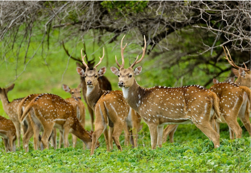 Spotted deer and a peacock in dry forest near Habarana